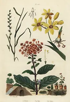 Pedretti: Rye grass, African corn lily and jungle geranium