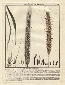 Cereale: Rye grass, Secale cereale