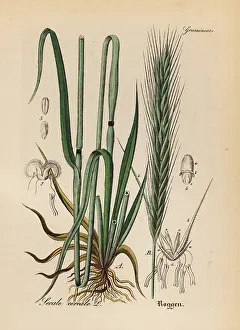 Cereale: Rye grass, Secale cereale
