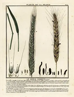 Forage: Rye, Le seigle commun, Secale cereale