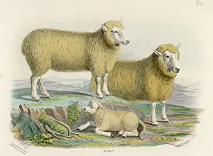Bred: RYELAND SHEEP