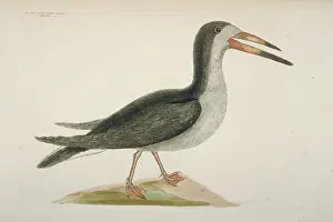 Jawbone: Rynchops niger, black skimmer