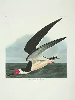 Skimmer: Rynchops niger, black skimmer