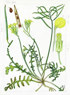 Stamens: Rynchosinapis monensis