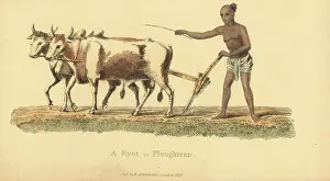 Ploughman: Ryot or Indian ploughman