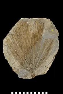 Phanerozoic: Sabal comanonis, fossil plant