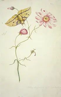 Bartram: Sabatia bartramii, savannah pink & Eacles imperialis, imperi