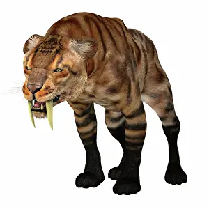 Threat: Saber-toothed cat snarling, front view on white background