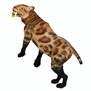 Threat: Saber-toothed cat, side view on white background