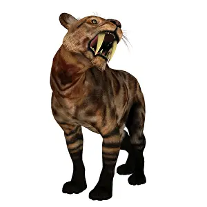 Saber: A saber-toothed cat on white background