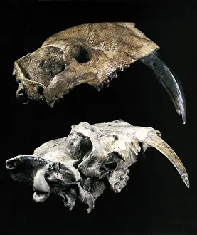 Oligocene: Saber-toothed Cats