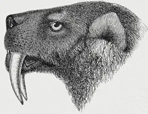 Oligocene: Saber-toothed Tiger