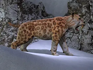 Eocene: A saber-toothed tiger makes his way through the snow