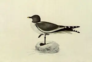 Sabines: Sabine's Gull