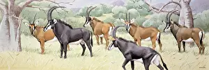 Sable: Sable Antelope