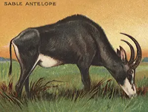 Sable: Sable Antelope