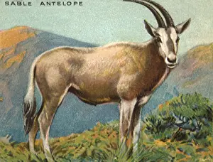 Sable: Sable Antelope