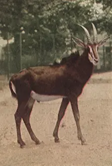 Sable: Sable Antelope