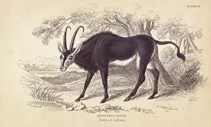 Lizars: Sable antelope, Hoppotragus niger
