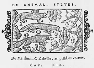 Sable: SABLE & MARTEN 1555