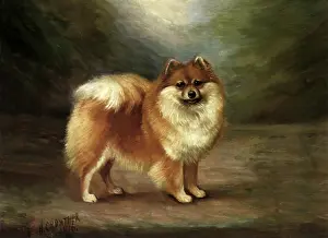 Sable: Sable Pomeranian