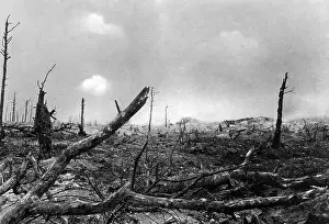 Wasteland: Sabol forest during the First World War, 1915