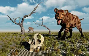 Voodoo: A Sabre Tooth Tiger discovers a humanoid skull
