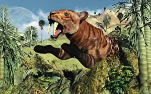 Mid Air: A Sabre Tooth Tiger springs its trap as it leaps out at any