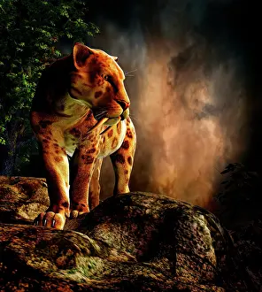 Boulder: Sabre-toothed cat on the prowl