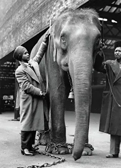 Sabu the 13 year old mahout boy and