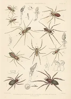 Arachnology: Sac spider, two-clawed hunting spider, diving