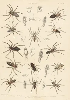 Arachnology: Sac spiders