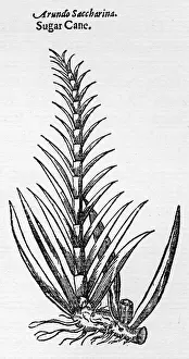 Officinarum: SACCHARUM OFFICINARUM