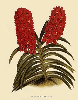 Nugent: Saccolabium Curvifolium