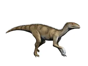 Archosaur: Sacisaurus is an extinct dinosaur from the Late Triassic of
