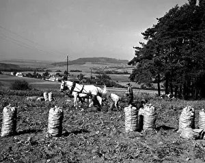 Unearth: Sacks of potatoes