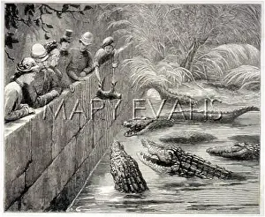 Sindh: SACRED ALLIGATORS FED