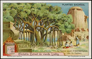 Anuradhapura: SACRED BANYAN
