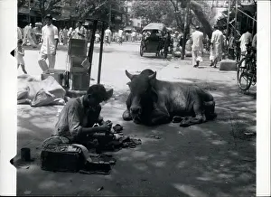 Wander: The Sacred Cow