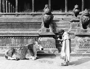 Honouring: SACRED COW, NEPAL