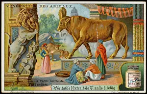 Hindus: SACRED COW, TANJORE