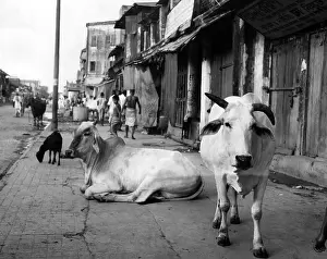 Poorer: Two sacred cows shown on a walk in a poorer ?