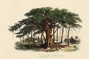 Steel Engraving: Sacred fig tree, Ficus religiosa