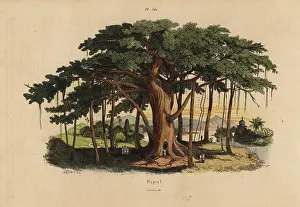 Fries: Sacred fig tree or peepal tree, Ficus religiosa