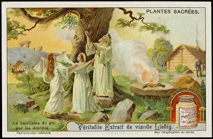 Druids: SACRED MISTLETOE