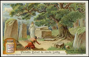 Druids: SACRED OAK
