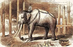 Burmah: The Sacred White Elephant