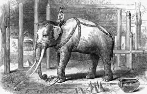 Burmah: The Sacred White Elephant