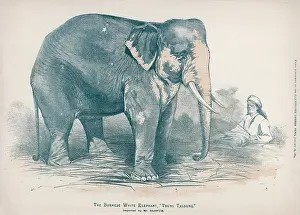 Tusks: SACRED WHITE ELEPHANT