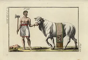 Sacrificial: Sacrificial bull in decorative sash led by